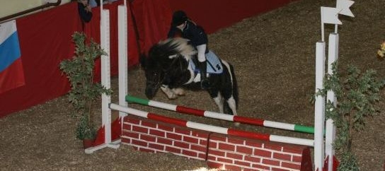 1301392467_pony.JPG 1301392467_pony.JPG