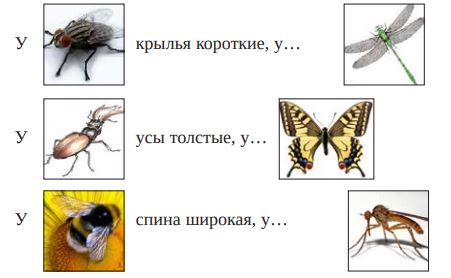 Насекомые Насекомые