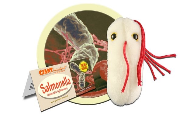 Salmonella Salmonella