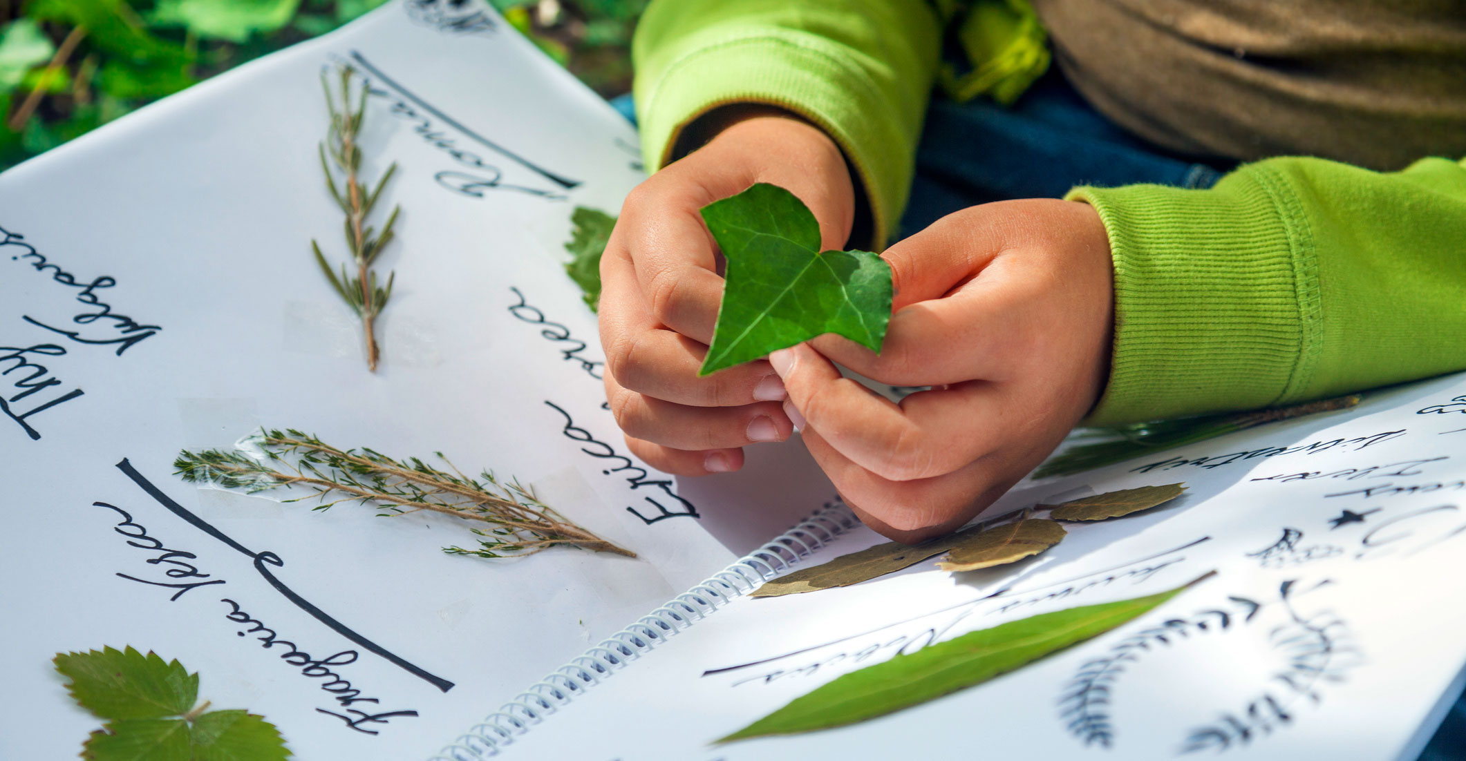 «Листья деревьев»
