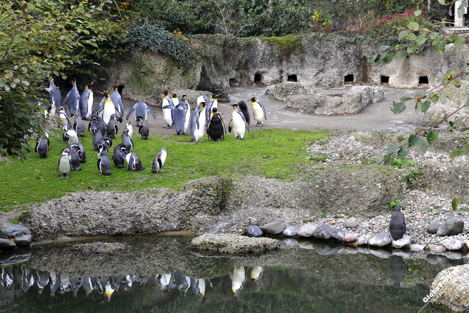 Zurich Zoo Pinguins Zurich Zoo Pinguins