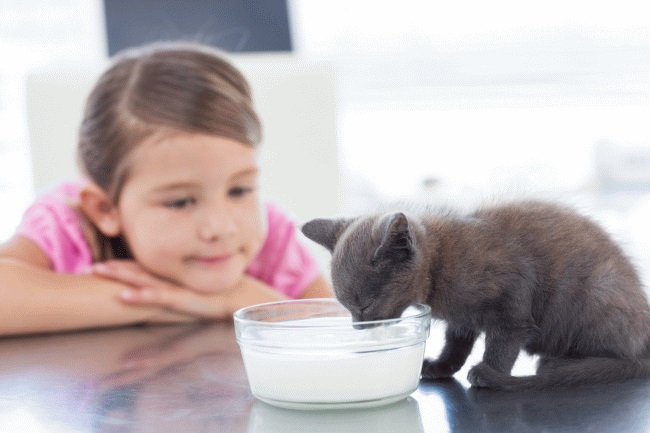 kitten-drinking-milk.jpg