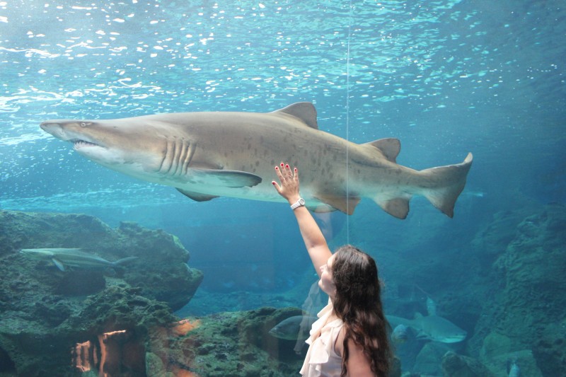 CretAquarium - самый большой аквариум на Крите CretAquarium - самый большой аквариум на Крите