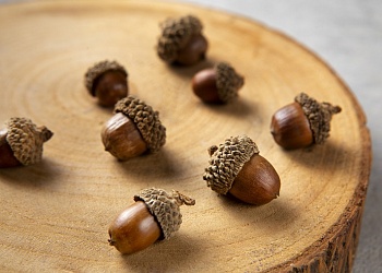 Креативные идеи поделок из желудей Креативные идеи поделок из желудей