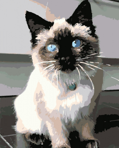 Картина по номерам «Котенок с голубыми глазами»