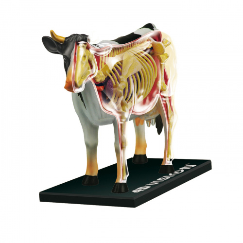 Конструктор 4D «Анатомическая модель – Корова»