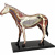 Конструктор 4D «Анатомическая модель – Лошадь»